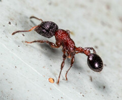 Dilobocondyla fouqueti