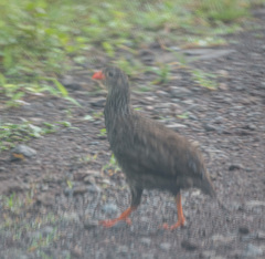 Pternistis squamatus