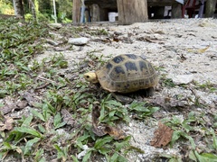 Indotestudo elongata