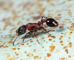 Dilobocondyla fouqueti