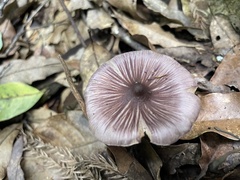 Inocybe asterospora