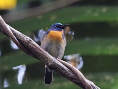 Cyornis glaucicomans