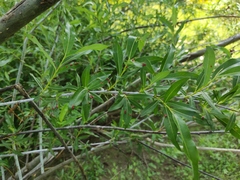 Salix rorida