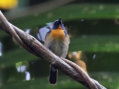 Cyornis glaucicomans