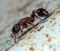 Dilobocondyla fouqueti