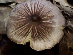 Inocybe asterospora