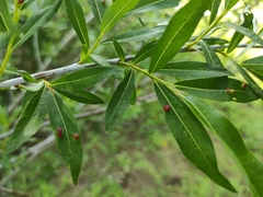 Salix rorida