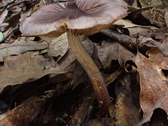 Inocybe asterospora