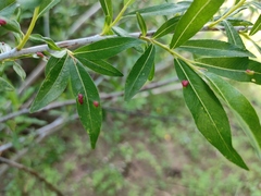 Salix rorida