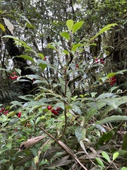 Ardisia cornudentata