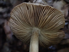 Inocybe asterospora