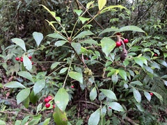 Ardisia cornudentata