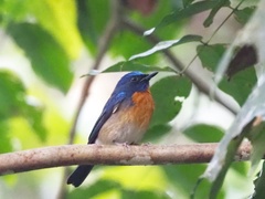 Cyornis glaucicomans