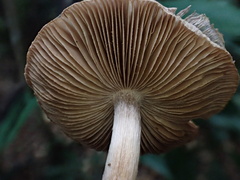 Inocybe asterospora