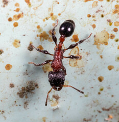 Dilobocondyla fouqueti
