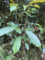 Ardisia cornudentata