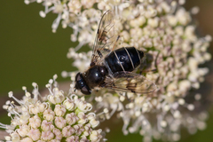 Eristalis rupium