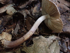 Inocybe asterospora