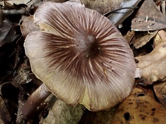 Inocybe asterospora