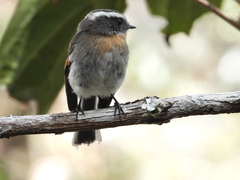 Ochthoeca rufipectoralis