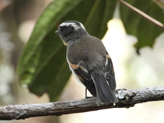 Ochthoeca rufipectoralis