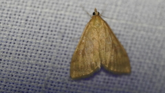 Pyraustinae