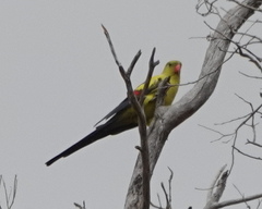 Polytelis anthopeplus anthopeplus