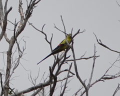 Polytelis anthopeplus anthopeplus