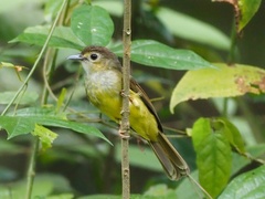 Tricholestes criniger