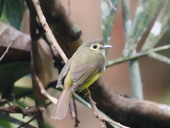 Tricholestes criniger