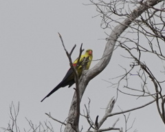 Polytelis anthopeplus anthopeplus