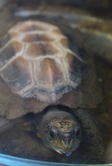 Cuora mouhotii