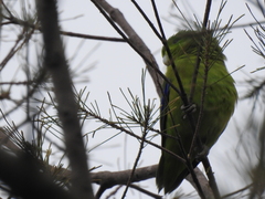 Forpus xanthopterygius