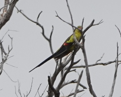 Polytelis anthopeplus anthopeplus