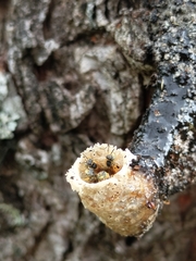 Tetragonisca angustula