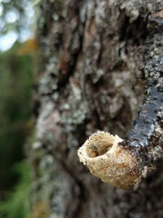 Tetragonisca angustula