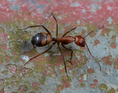 Camponotus nicobarensis