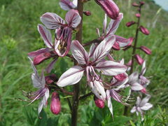 Dictamnus albus