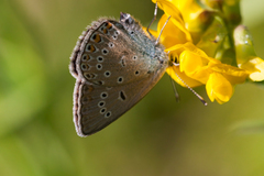 Polyommatus amandus