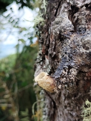 Tetragonisca angustula