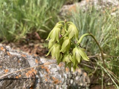 Orthochilus foliosus