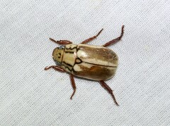 Anoplognathus abnormis