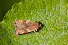 Cryptocala chardinyi