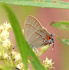 Electrostrymon guzanta