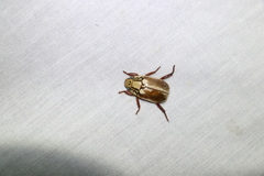 Anoplognathus abnormis