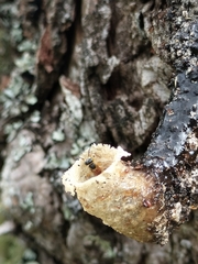 Tetragonisca angustula