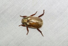 Anoplognathus abnormis