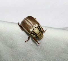 Anoplognathus abnormis