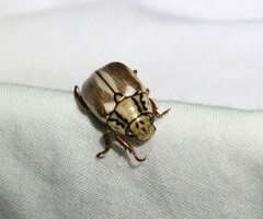 Anoplognathus abnormis