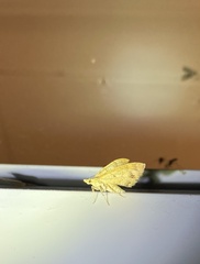 Chrysolarentia correlata